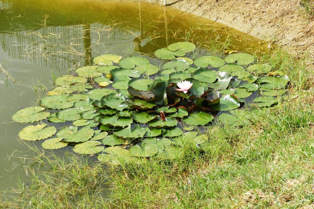 Szerencsecsillag Vendeghaz Hotel Kiskoros Buitenkant foto